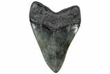 Fossil Megalodon Tooth - South Carolina #307436-2